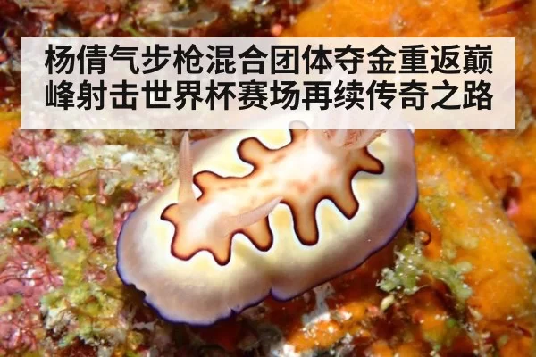 杨倩气步枪混合团体夺金重返巅峰射击世界杯赛场再续传奇之路
